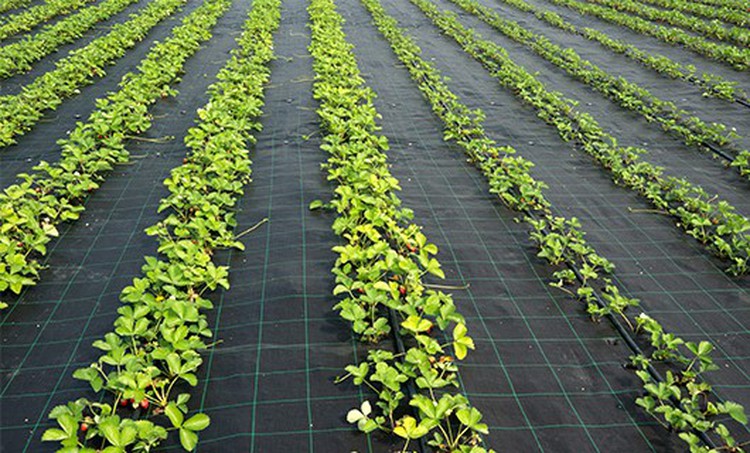 Non-Woven Ground Covers