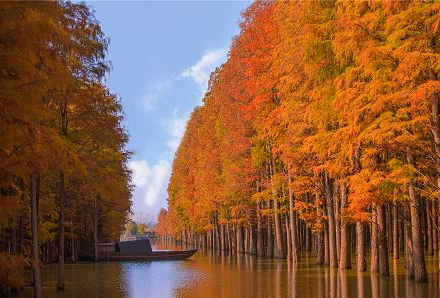 黎明红杉 湖北一景